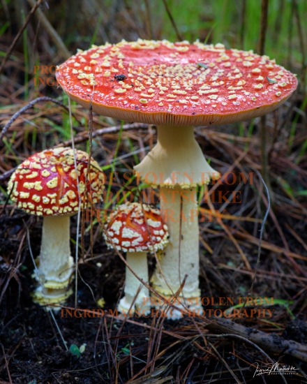 Mushrooms