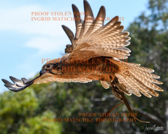 Birds of SA